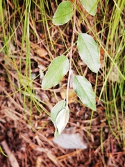 Cotoneaster melanocarpus