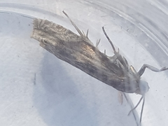 Eucosma cana