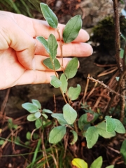 Cotoneaster melanocarpus