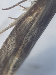 Eucosma cana
