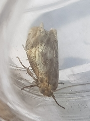 Eucosma cana