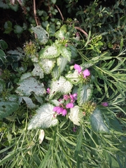 Lamium maculatum