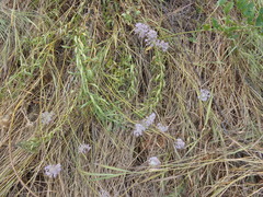 Allium lineare