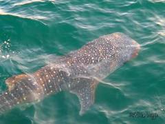 Whale Shark