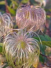 Clematis serratifolia