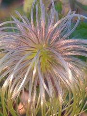 Clematis serratifolia