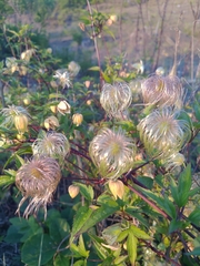 Clematis serratifolia