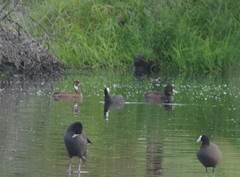 Netta erythrophthalma