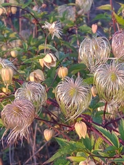 Clematis serratifolia