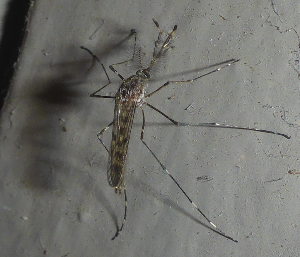 Culiseta particeps