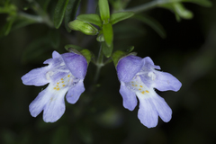 Prostanthera saxicola major