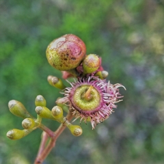 Fergusobia