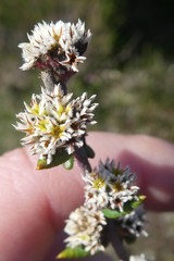 Phylica callosa