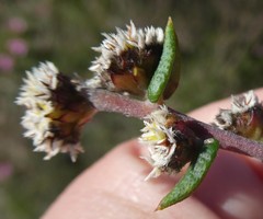 Phylica callosa