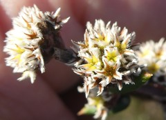 Phylica callosa