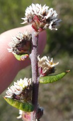 Phylica callosa