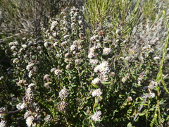 Phylica callosa