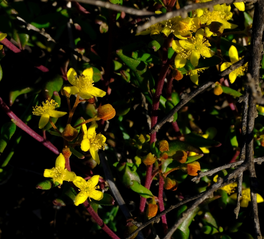 Tetragonia virgata