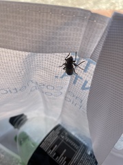 Trichoferus holosericeus