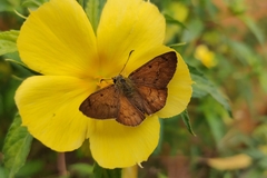 Eagris sabadius