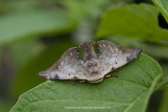 Mustilizans hepatica