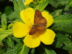 Eagris sabadius