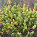 Shrubby Glasswort - Photo (c) SBERRY, some rights reserved (CC BY-NC), uploaded by SBERRY