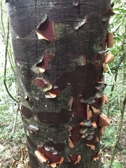 Agathis atropurpurea