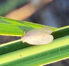 Pentastiridius