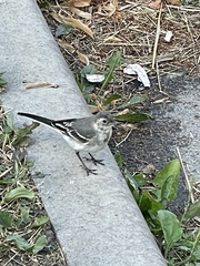 Motacilla alba