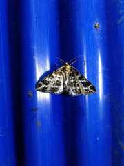 Arichanna interplagata