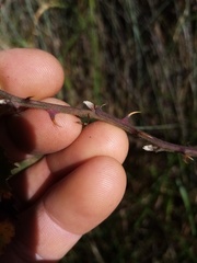 Rubus ostryifolius