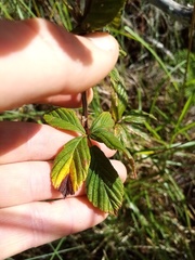 Rubus ostryifolius