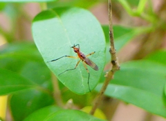 Telostylus