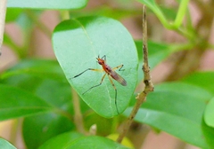 Telostylus