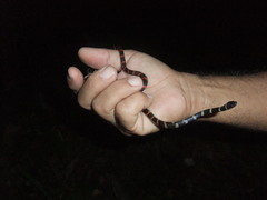 Oxyrhopus petolarius
