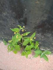 Galinsoga quadriradiata
