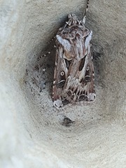 Agrotis vestigialis
