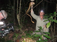 Corallus ruschenbergerii