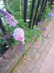 Buddleja davidii