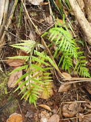 Asplenium bulbiferum x a flaccidum