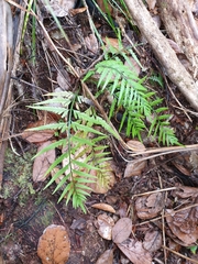 Asplenium bulbiferum x a flaccidum