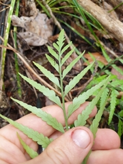 Asplenium bulbiferum x a flaccidum