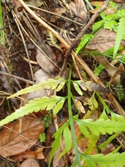 Asplenium bulbiferum x a flaccidum
