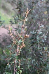 Pomaderris paniculosa paralia