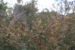 Pomaderris paniculosa paralia