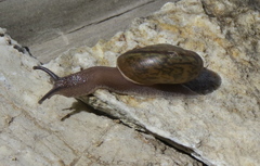 Helminthoglypta piutensis