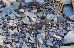 Sphingonotus rubescens