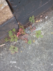 Geranium robertianum