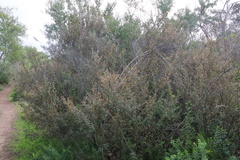 Pomaderris paniculosa paralia